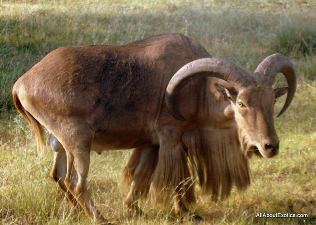 Aoudad