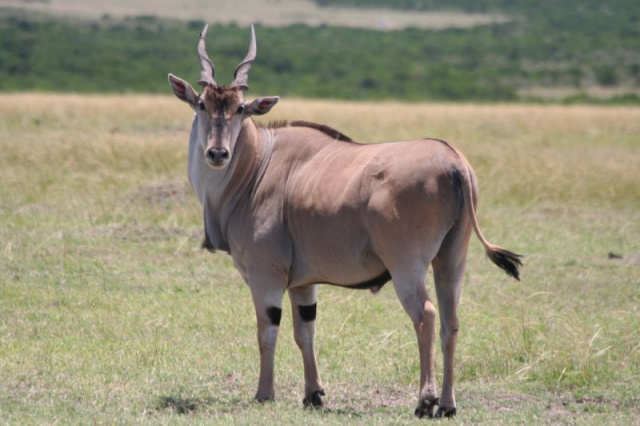 Eland