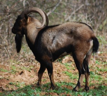 Ibex