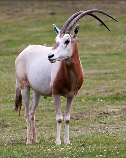 Scimitar Horned Oryx