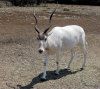 Addax 