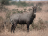 Nilgai Antelope