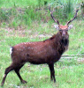 Sika Deer