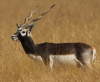 Blackbuck Antelope