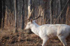 Fallow deer