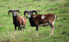 Mouflon